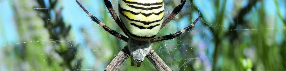 Biodiversité fonctionnelle en verger - Quatre années d'étude des araignées sur pêcher