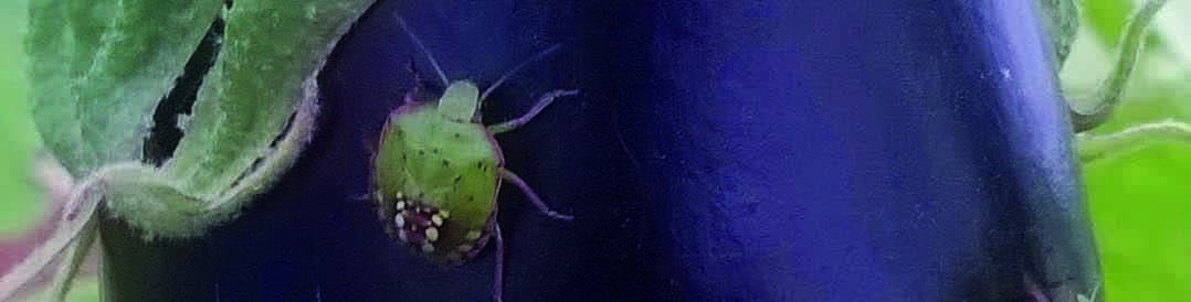 Maîtrise des punaises en cultures légumières - Les méthodes innovantes du projet Impulse Maîtrise des punaises en cultures légumières - Les méthodes innovantes du projet Impulse