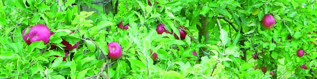 L’observatoire des exploitations fruitières - L'embellie se poursuit en 2016 L’observatoire des exploitations fruitières - L'embellie se poursuit en 2016