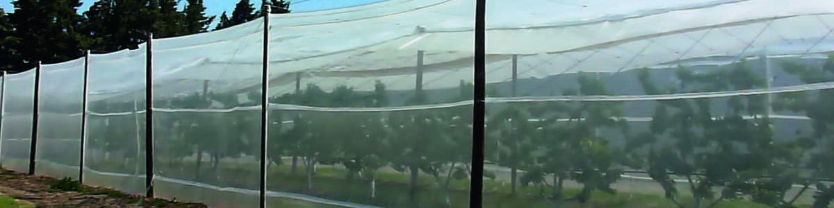 Sécuriser la production cerise et limiter les intrants - La protection d'une parcelle contre la pluie et les insectes Sécuriser la production cerise et limiter les intrants - La protection d'une parcelle contre la pluie et les insectes