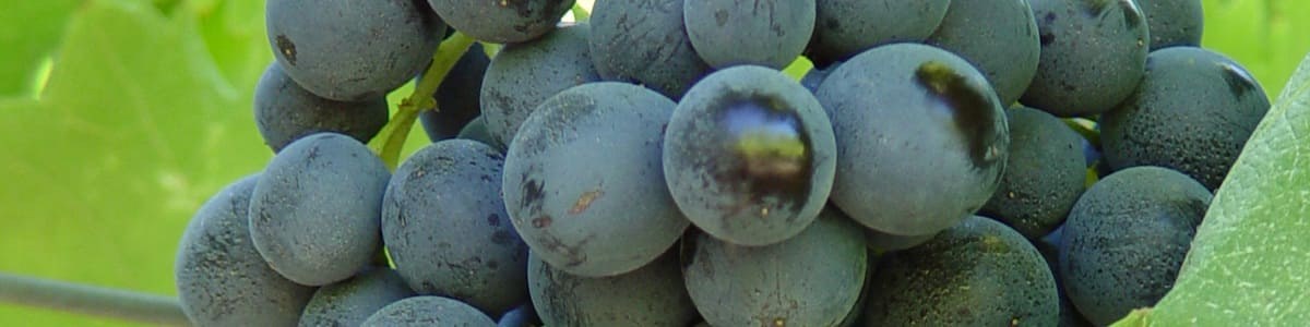 Composition chimique, composés d'intérêt nutritionnel et arômes - Six variétés de raisin de table à l'étude