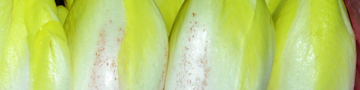 Ponctuations rousses sur endives - Une dégradation liée à l'éthylène Ponctuations rousses sur endives - Une dégradation liée à l'éthylène