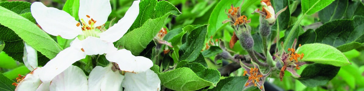 La dormance du pommier - Quantité de froid et anomalies florales