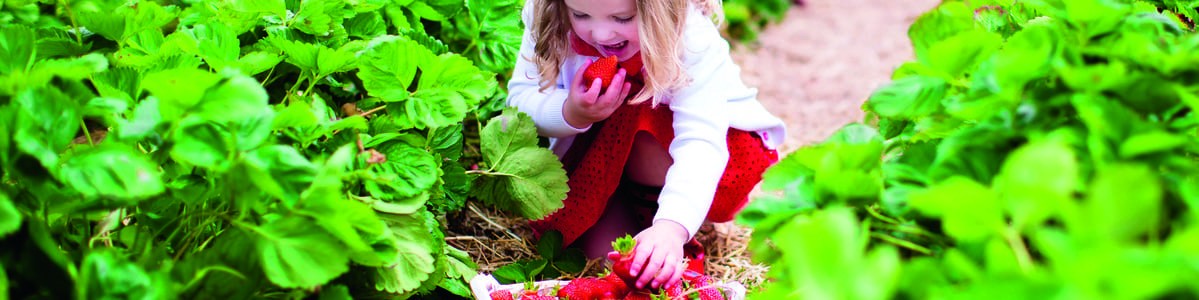 Usages et attitudes des consommateurs en fraise - Quelles évolutions en 15 ans (2001-2017) ? Usages et attitudes des consommateurs en fraise - Quelles évolutions en 15 ans (2001-2017) ?