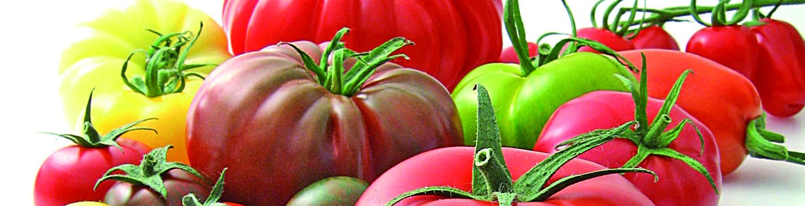 La segmentation de la tomate - Synthèse de dix années de caractérisation sensorielle et physico-chimique La segmentation de la tomate - Synthèse de dix années de caractérisation sensorielle et physico-chimique
