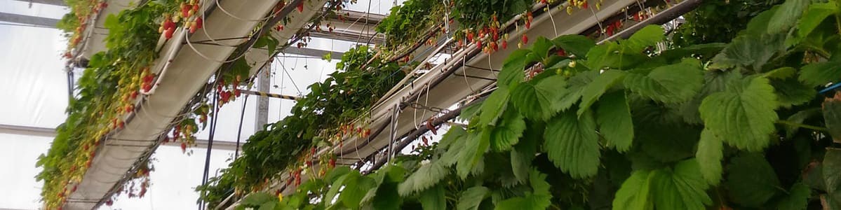 Le paysage de la fraise hexagonale - Pratiques culturales et phytosanitaires