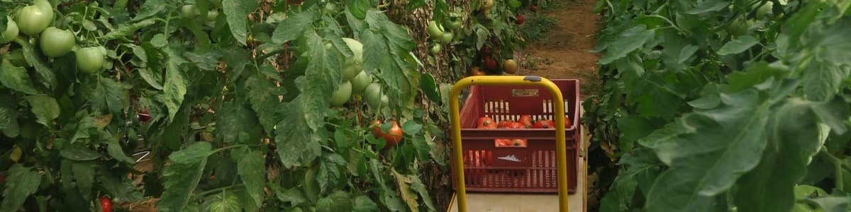 Production de tomates rustiques et distribution en RHD - Le projet TORGAL, une approche filière de la recherche qualitative