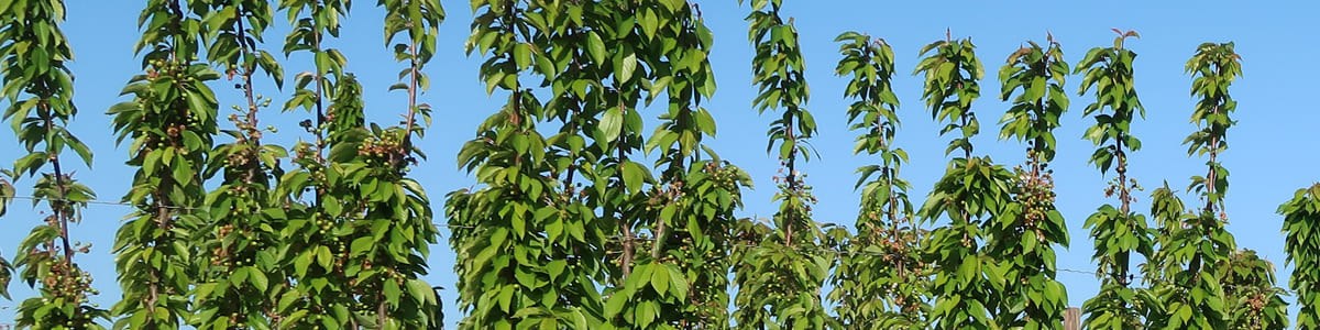 Un nouveau mode de conduite du cerisier - Premiers résultats du Upright Fruiting Offshoots (UFO)