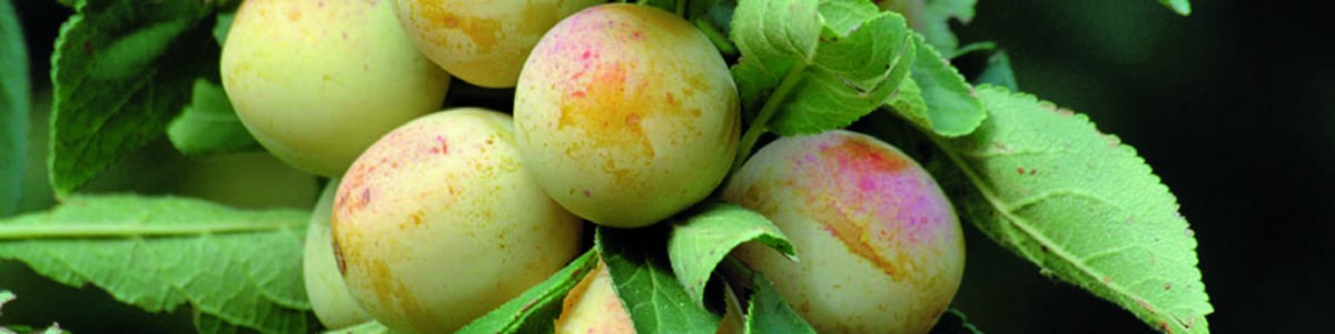 La mirabelle, l’icône de Lorraine La mirabelle, l’icône de Lorraine