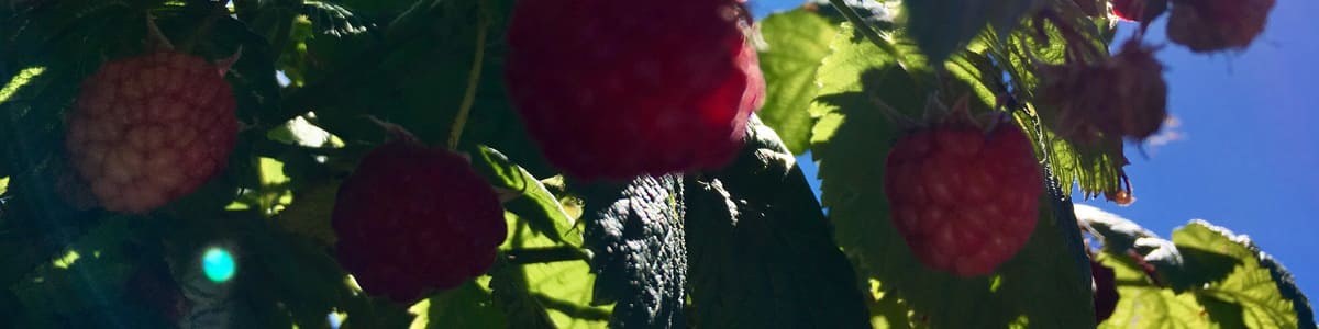 L’offre hexagonale de la framboise : à la recherche de valorisation L’offre hexagonale de la framboise : à la recherche de valorisation