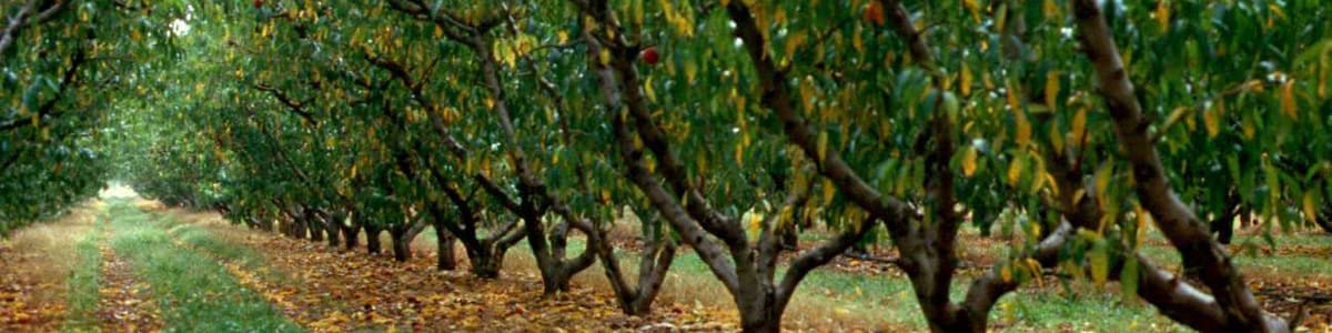 Sensibilité variétale du pêcher à Xanthomonas arboricola pv. pruni : une enquête CTIFL auprès des producteurs Sensibilité variétale du pêcher à Xanthomonas arboricola pv. pruni : une enquête CTIFL auprès des producteurs