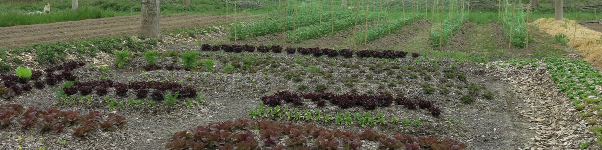 Développer les fruits et légumes bio - Quels besoins techniques et travaux d'expérimentations ? Développer les fruits et légumes bio - Quels besoins techniques et travaux d'expérimentations ?