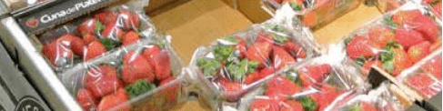 Intérêt des emballages biosourcés innovants - Essais CTIFL sur la fraise préemballée