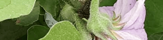 Réseau Dephy ferme de la filière légumes - Fraise - Framboise - Bilan de campagne, outil de mesure et impact des pratiques agricoles Réseau Dephy ferme de la filière légumes - Fraise - Framboise - Bilan de campagne, outil de mesure et impact des pratiques agricoles