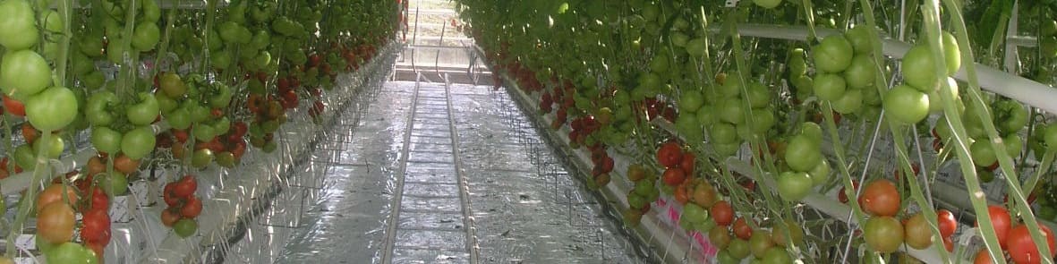 Culture de tomate hors sol sous serre - Densité évolutive et architecture de plante