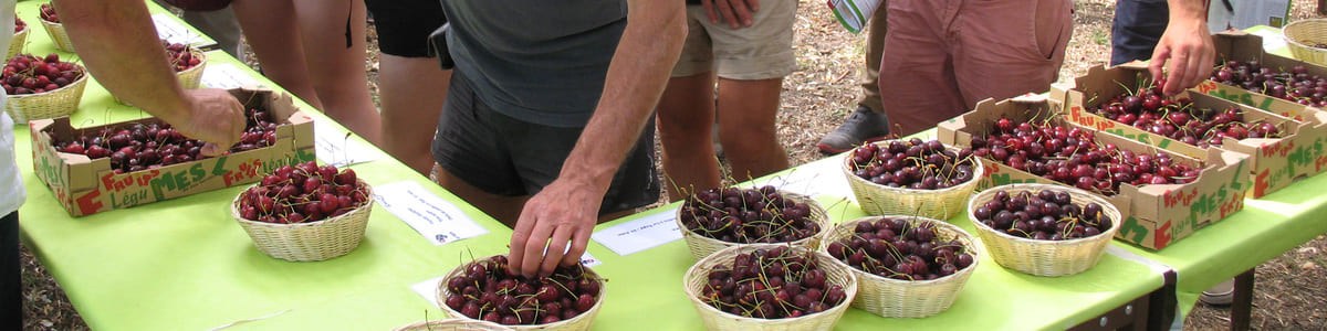 Le rendez-vous de la cerise - La Tapy/CTIFL - Variétés, porte-greffe, conduite et protection phytosanitaire