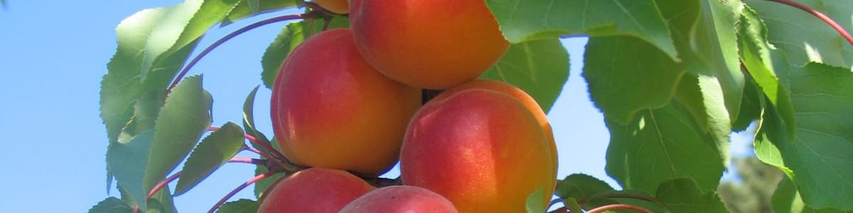 Pratiques culturales et phytosanitaires en verger d'abricot - Nombre moyen et raisonnement des traitements Pratiques culturales et phytosanitaires en verger d'abricot - Nombre moyen et raisonnement des traitements