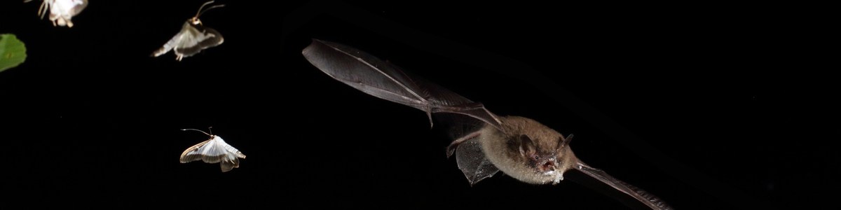 Les chauves-souris en vergers de pommier - Synthèse des travaux d'écologie acoustique (2014-2017)