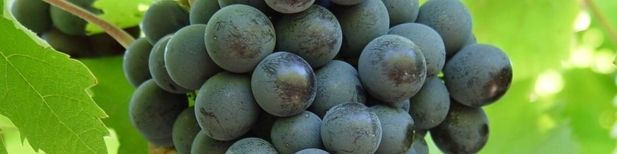 Qualité nutritionnelle du raisin de table - Une étude pour définir les appétences des consommateurs Qualité nutritionnelle du raisin de table - Une étude pour définir les appétences des consommateurs