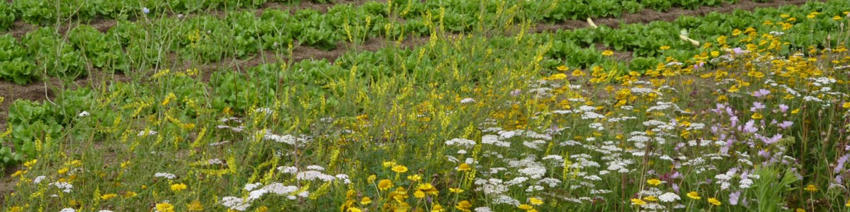 L’agroécologie dans la filière des fruits et légumes - Une nouvelle vision pour tous les professionnels L’agroécologie dans la filière des fruits et légumes - Une nouvelle vision pour tous les professionnels