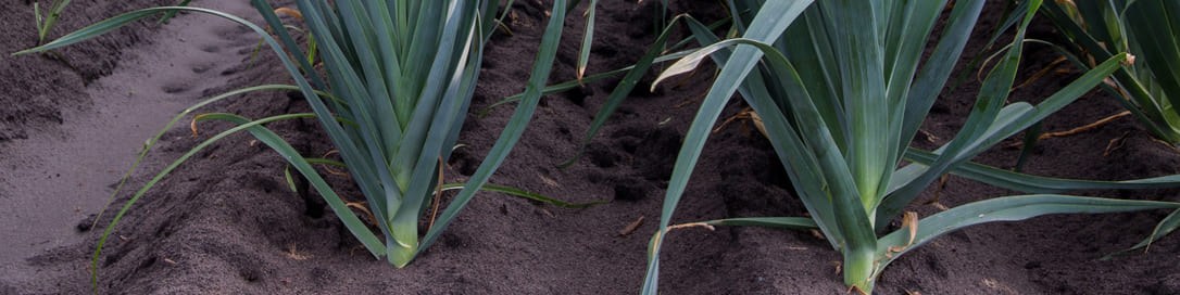 Le poireau primeur, l’autre spécialité nantaise Le poireau primeur, l’autre spécialité nantaise