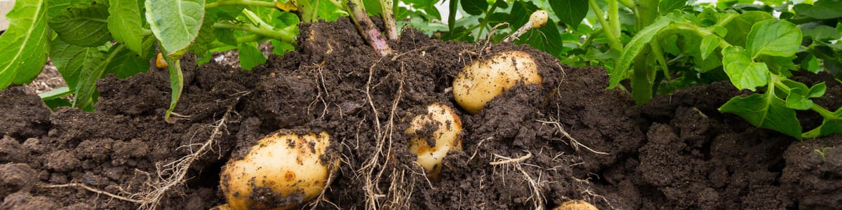 La pomme de terre 'de primeur' ante maturitas