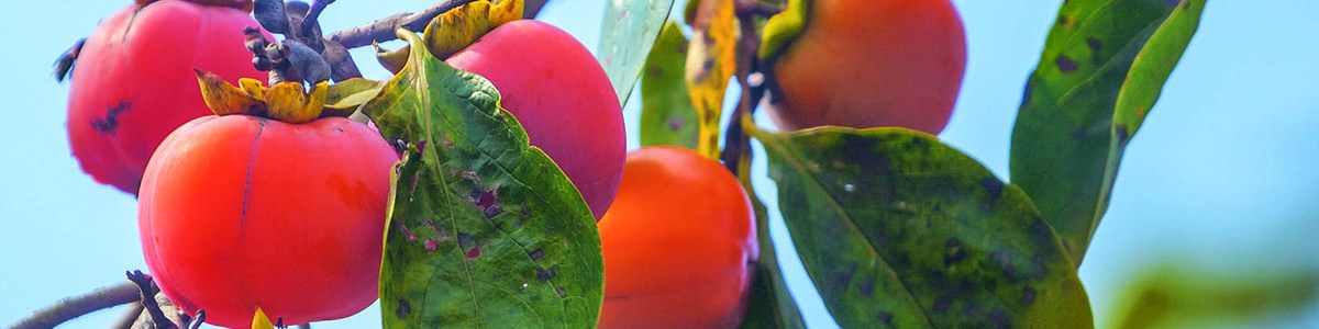 Le kaki, un fruit méditerranéen venant d’Asie