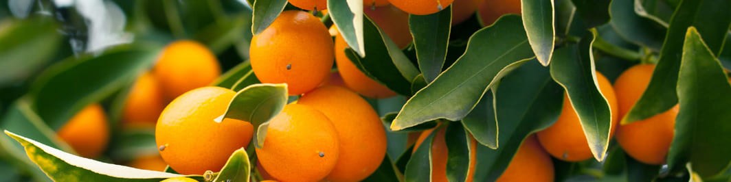Kumquat : la petite orange d’or Kumquat : la petite orange d’or