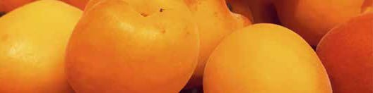 L'abricot : le fruit attendu L'abricot : le fruit attendu