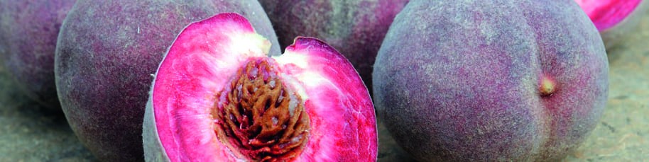 Pêches et nectarines de vigne, richesses du patrimoine français Pêches et nectarines de vigne, richesses du patrimoine français