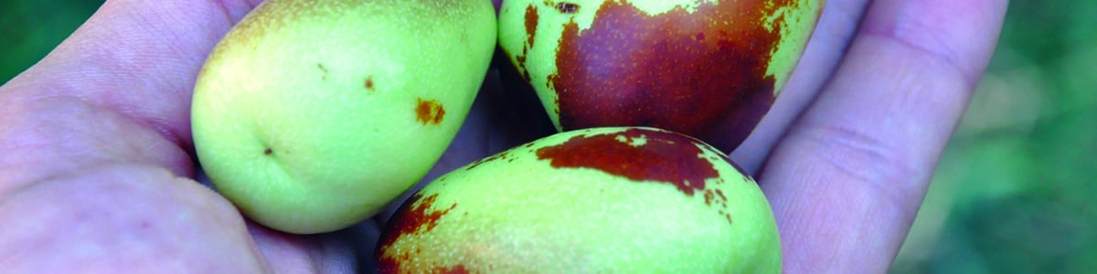 Le jujube, un superfruit traditionnel !