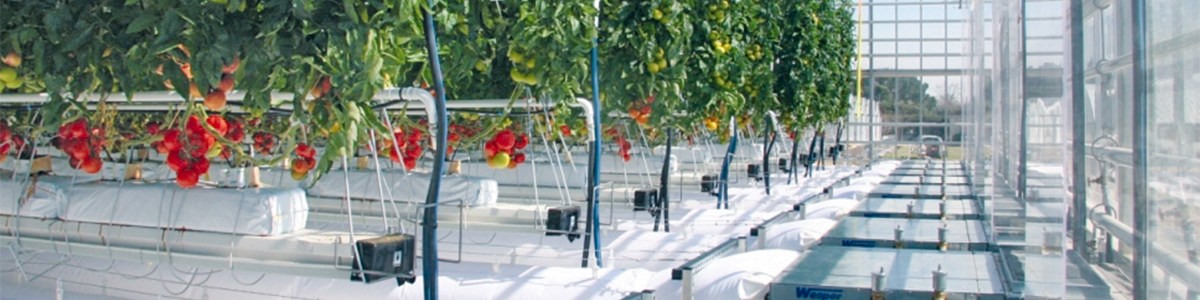 Culture sous serre et saisonnalité des fruits et légumes Culture sous serre et saisonnalité des fruits et légumes