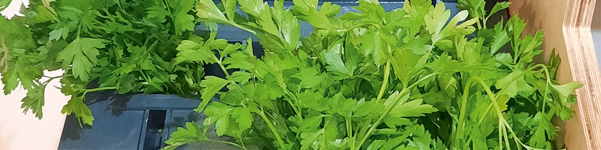 Les herbes fraîches : des alliés fidèles de la cuisine de tous les jours ! Les herbes fraîches : des alliés fidèles de la cuisine de tous les jours !