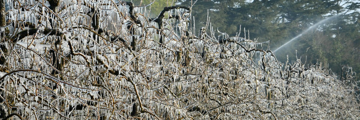 Dérèglement climatique : enjeux et perspectives pour la filière des fruits et légumes Dérèglement climatique : enjeux et perspectives pour la filière des fruits et légumes