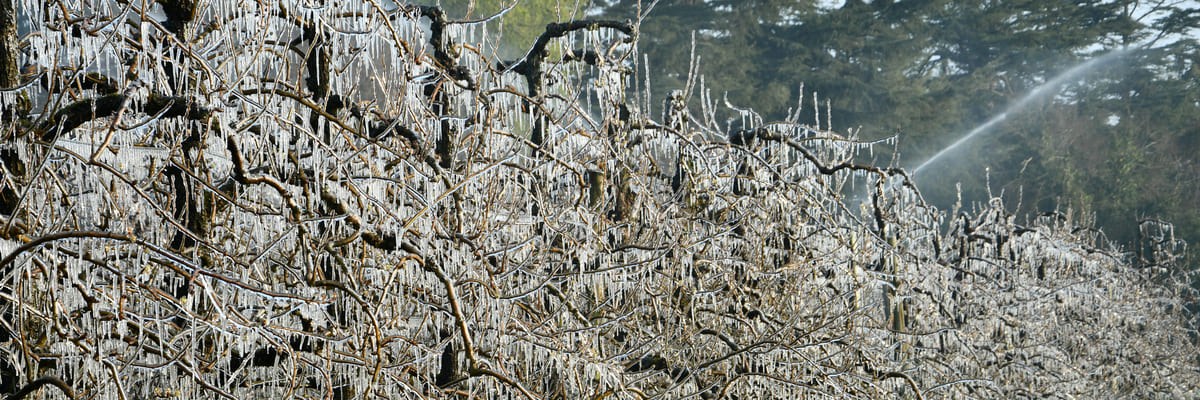 Dérèglement climatique : enjeux et perspectives pour la filière des fruits et légumes