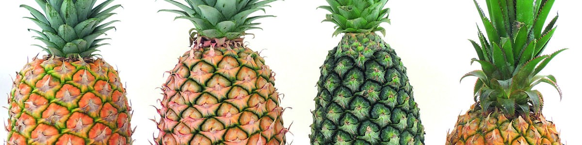 L'ananas : un éventail pour séduire les clients