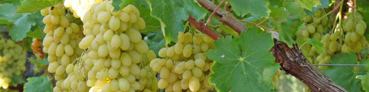 Le raisin : une ivresse de variétés Le raisin : une ivresse de variétés