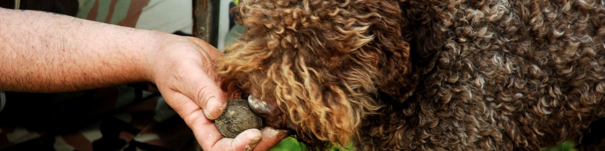 La truffe, un concentré aromatique unique La truffe, un concentré aromatique unique