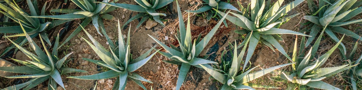L'Aloe vera, une plante aux multiples vertus L'Aloe vera, une plante aux multiples vertus