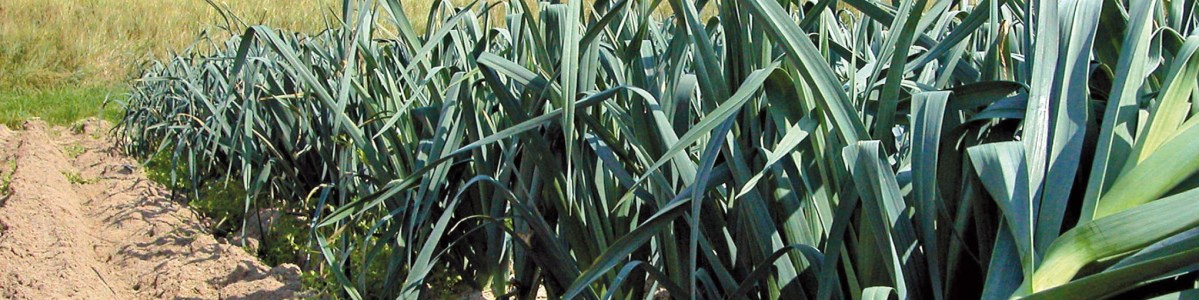 Le poireau, un légume polyvalent Le poireau, un légume polyvalent