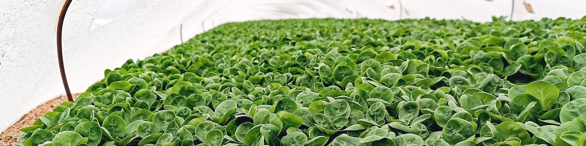 La mâche, dans l'ombre des salades ? La mâche, dans l'ombre des salades ?
