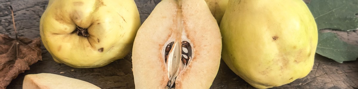 Le coing : un fruit ancien, des saveurs d'avenir