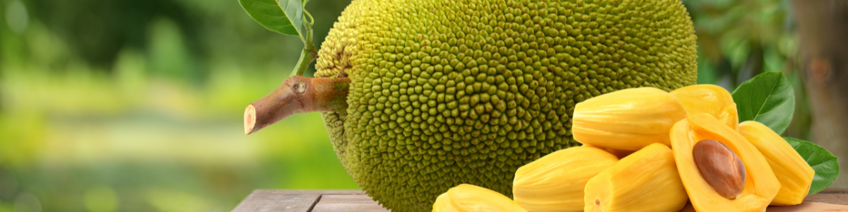 Le jacque : le plus gros fruit du règne végétal