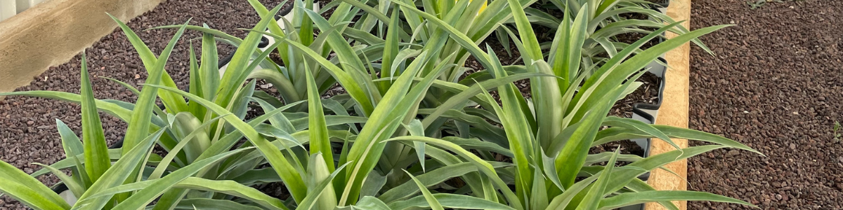 La production de fruits et légumes tropicaux made in France