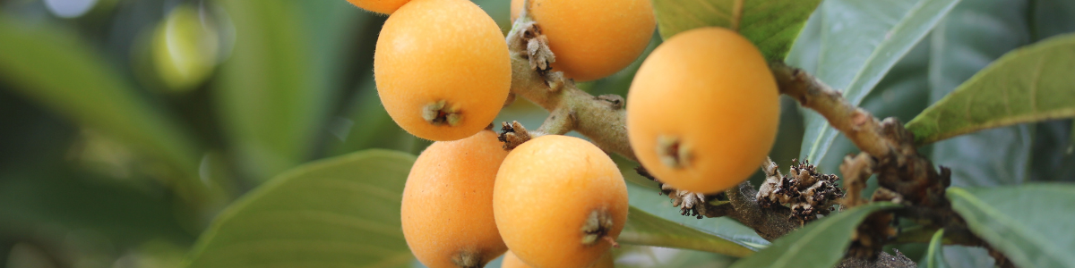 La nèfle du Japon : un produit de niche pour dynamiser l'offre printanière