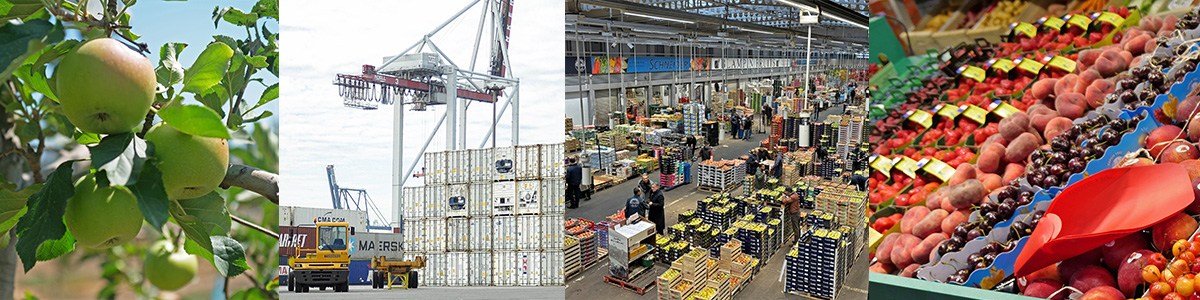 Comprendre les flux de la filière fruits et légumes frais : de la production au consommateur