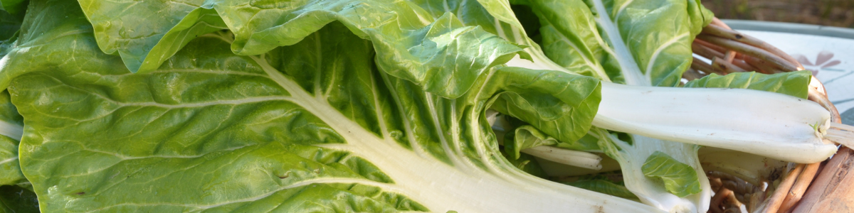 La blette : un légume-feuille à valoriser