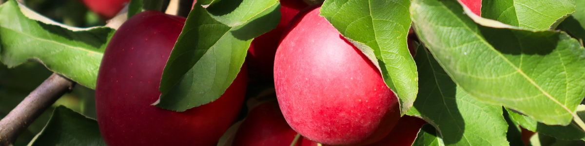 Les nouvelles variétés de pommes : améliorer leur lecture pour mieux les vendre