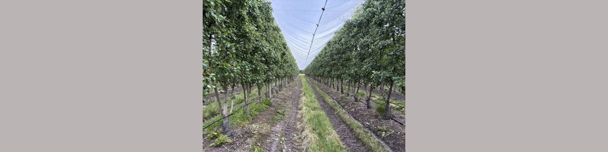 Repenser la conduite des vergers de poirier pour les adapter aux nouvelles variétés et contraintes sociétales 