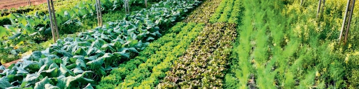 Analyse des bilans de campagne DEPHY de 2015 à 2025 pour la filière légumes 